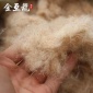 跨境淘货源 天然工艺原料植物工艺品 野生天然香蒲绒 枕头填充物