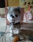 电动玩具/前进狗/玩具机芯/牵绳狗/智能狗玩具/玩具批发/玩具配件